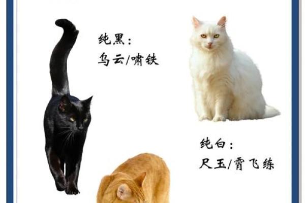给猫咪取个霸气名字，让它成为家中的王者