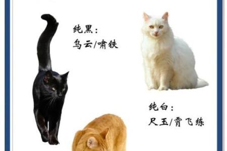 给猫咪取个霸气名字，让它成为家中的王者
