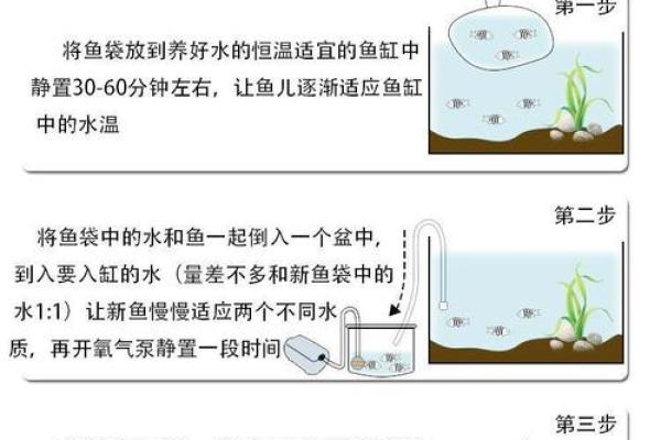风水鱼的寓意与养护方法