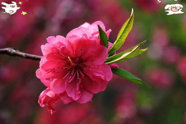 风水学中的桃花运与幸福之道