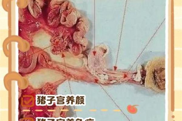 本命年对猪女的影响大吗? 本命年对猪女的影响大吗?