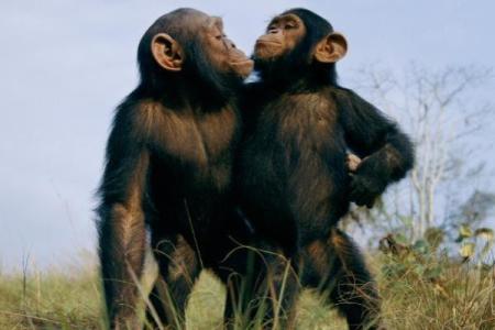 蛇狗配对：爱情与友情的兼容性探讨