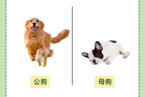 男猴女狗配对解析:优点与挑战一览 男猴女狗配对解析:优点与挑战一览