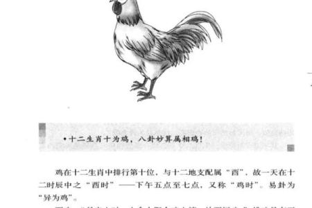 属鸡今日运势分析与建议