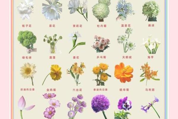 世界著名花卉名字及其文化背景介绍 世界著名花卉名字及其文化背景介绍