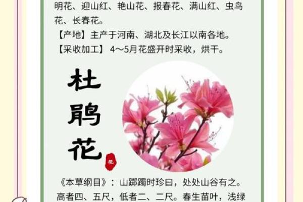 世界著名花卉名字及其文化背景介绍 世界著名花卉名字及其文化背景介绍