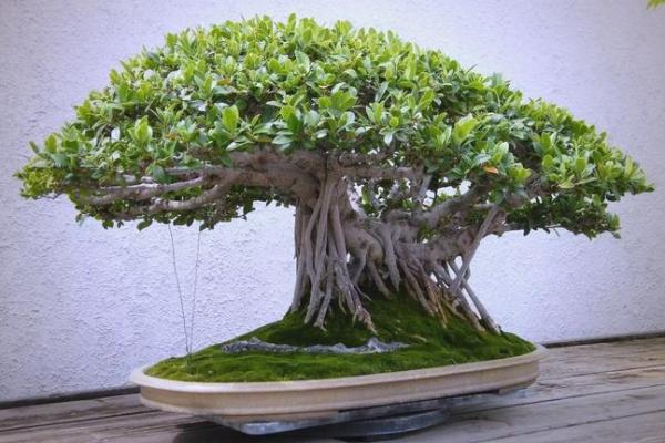 家居风水中榕树的正确摆放位置与养护秘诀