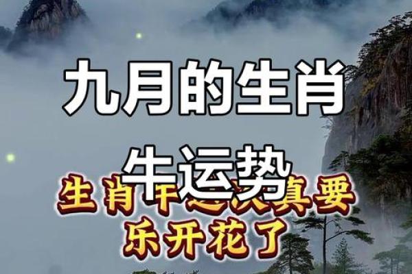 属牛人在如何应对财运挑战