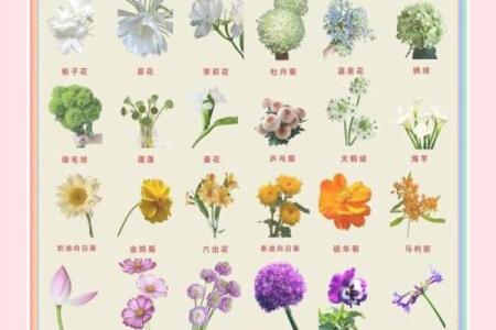 世界著名花卉名字及其文化背景介绍