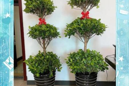 家居风水中榕树的正确摆放位置与养护秘诀
