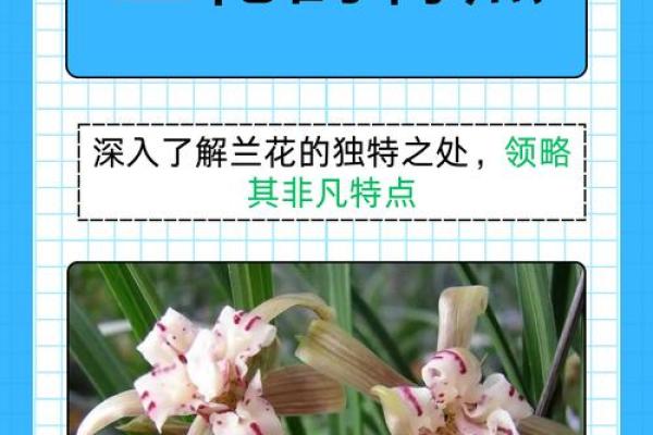 兰字名字的独特魅力与文化寓意解析 兰字名字的独特魅力与文化寓意解析