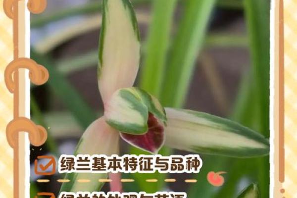 兰字名字的独特魅力与文化寓意解析 兰字名字的独特魅力与文化寓意解析