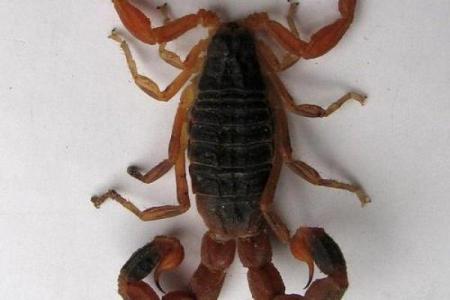 蝎子五行揭秘：如何影响你的命运与性格特征