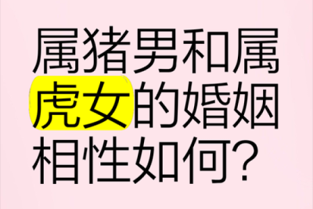 生肖鼠与猪：完美配对还是注定分离？